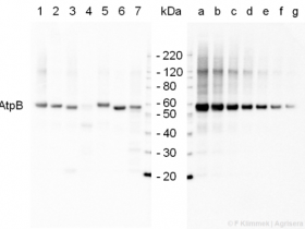 Agrisera PSII的ATP合酶的AtpB |β亚基（叶绿体+线粒体）（兔）解决方案