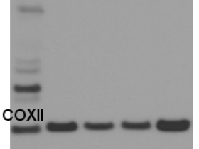 Agrisera PSII的COXII |植物细胞色素氧化酶亚基II（亲和纯化）助力科研