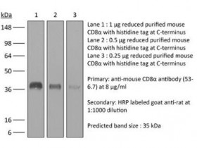BioXCell 体内单克隆抗体抗小鼠CD8α解决方案