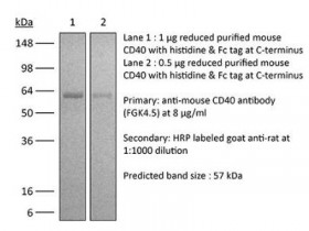 BioXCell热销产品体内单克隆抗体抗小鼠CD40解决方案