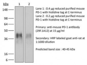 BioXCell 体内单克隆抗体抗小鼠PD-1（CD279）解决方案