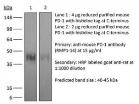 BioXCell热销产品体内加大抗小鼠PD-1（CD279）参数介绍