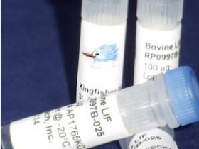 Kingfisher热销产品牛LIF重组蛋白（RP0997B-100）说明书