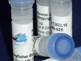 Kingfisher热销产品牛CXCL10重组蛋白RP0079B-025说明书
