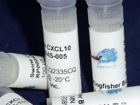 Kingfisher热销产品猪CXCL10重组蛋白RP0004S-100说明书