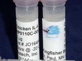Kingfisher热销鸡IL-4重组蛋白RP0110C-100说明书
