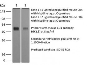 BioXCell 体内单克隆抗体抗小鼠CD4解决方案