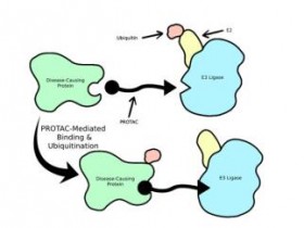 PROTAC® 分析板:同时研究PROTAC介导的泛素化和降解