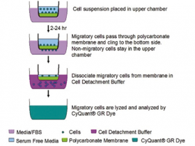 Cell Biolabs CytoSelect 96孔板细胞迁移分析试剂盒（5 μm），荧光法说明书