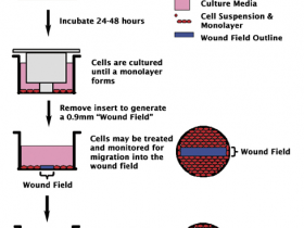 Cell Biolabs CytoSelect 24孔板伤口愈合分析试剂盒CBA-120说明书