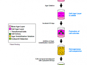 Cell Biolabs热销产品CytoSelect 96孔板细胞转化分析试剂盒说明书