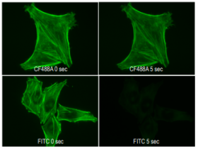Biotium热销产品鬼笔环肽，CF 647（BTM-00041）说明书