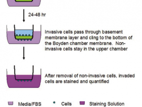Cell Biolabs CytoSelect 24孔板细胞侵袭分析试剂盒，比色法解决方案