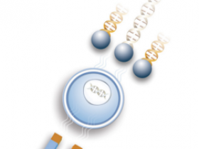 新型细胞转染/转导方法:磁性转染/转导试剂