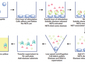 NETosis检测试剂盒:中性粒细胞胞外捕获物(NET)检测