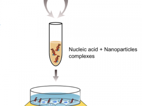 如何使用磁性转染试剂?是否需要特殊设备