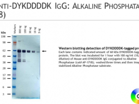 Columbia Biosciences 小鼠抗DYKDDDDK IgG：碱性磷酸酶现货热销