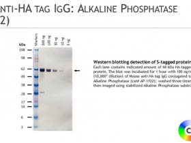 Columbia Biosciences热销产品小鼠抗HA IgG：碱性磷酸酶说明书