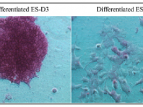 Cell Biolabs热销产品StemTAG 碱性磷酸酶染色试剂盒（红色）解决方案