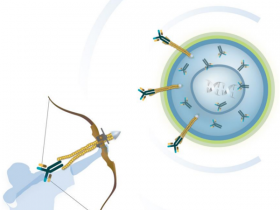 高细胞活力抗体转染试剂:细胞内的抗体递送