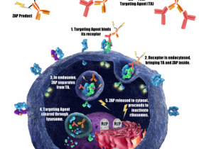 pHast-抗体药物(ADC)内化体外检测新工具