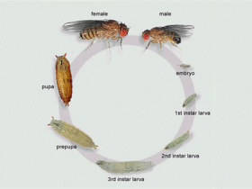 模式生物-特色的果蝇的抗体集合