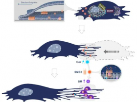 Nature Cell Biology:鞘磷脂合成酶2 (SMS2) 斑点决定迁移体的生长位点