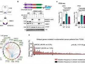 Nature Genetics：粘连蛋白Cohesin功能缺失导致致癌基因突变的分子机制