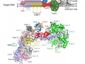 CELL:I-B型CRISPR效应器招募Tn7样转座子的分子机制