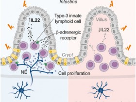 Cell Stem Cell：肾上腺素能神经通过IL-22信号传导调节肠道再生