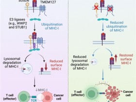 Cell：癌细胞表面MHC-I的首个负调控机制