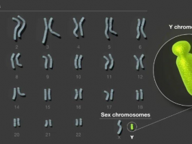 Nature：人类Y染色体完整序列问世