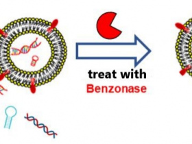 全能核酸酶(Benzonase)——轻松解决核酸残留问题