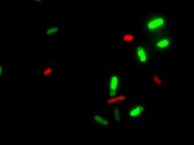 如何快速检测同一细胞群中的活细胞和死细胞-活死细菌染色试剂盒