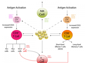 GMP级T细胞生长因子：人白介素IL-2(Interleukin-2)