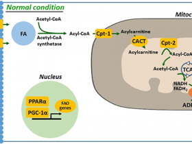 脂肪酸摄取和脂肪酸氧化-脂肪酸(fatty acid)代谢