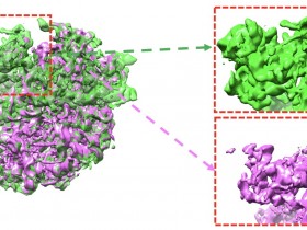 Nature Methods:用于冷冻电镜单颗粒分析的深度结构解缠技术