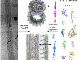 Cell 重新鉴定哺乳动物精子中的蛋白质