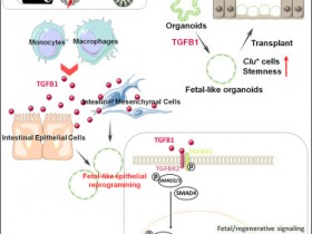 Cell Stem Cell-TGFB1诱导胎儿重编程并促进肠道再生