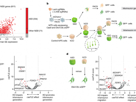 Nature:组装体CRISPR筛选揭示疾病基因对人类神经发育的影响