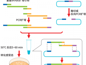 分子实验室必备-多片段DNA无缝克隆预混液