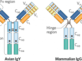 Biogradetech高品质免疫球蛋白Y（IgY）亲和纯化填料