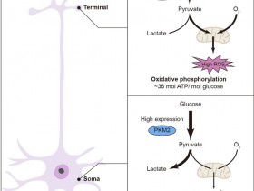Nature Neuroscience:有氧糖酵解是神经元胞体葡萄糖代谢的主要方式并可防止氧化损伤