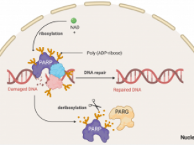 多聚ADP核糖聚合酶（PARP）酶活&抑制剂筛选检测试剂盒