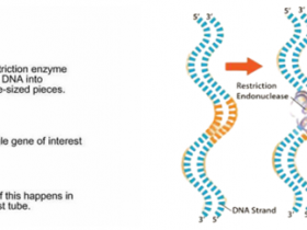 Biogradetech超全FlyCut系列限制性内切酶,针对多种不同识别位点