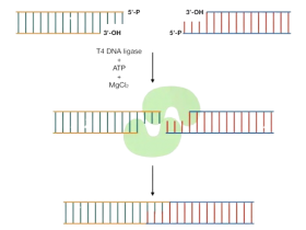 Biogradetech Fast T4 DNA Ligase 快速T4 DNA连接酶的使用方法