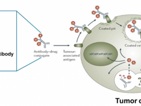 Fab-ZAP human (IT-51),助力ADC抗体&双特异性抗体药物研发