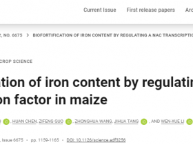 Science：调控铁进入玉米籽粒的关键基因ZmNAC78，可实现铁含量的生物强化