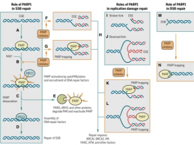 BPS Bioscience,PARPtrap™试剂盒解决方案附文献