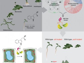 Cell:RAF样蛋白激酶介导一种高度保守的快速生长素反应。